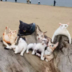 萌寵醜抱枕 - Uglysui